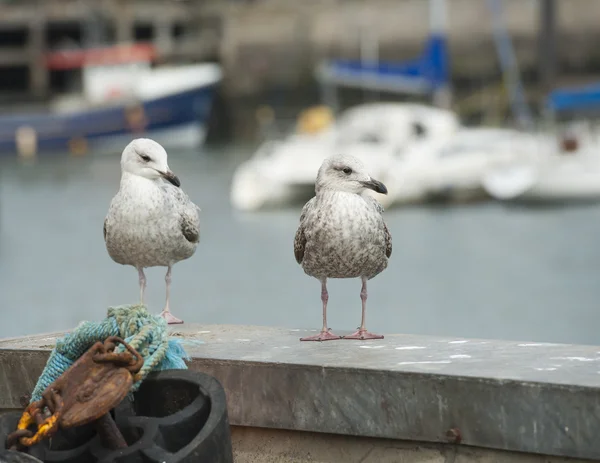 Jonge haring meeuwen zeevogel op haven muur — Stockfoto