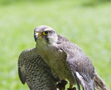 Bıyıklı Şahin yırtıcı kuşu