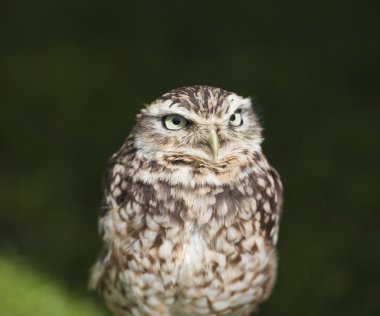 oyuk baykuşu closeup