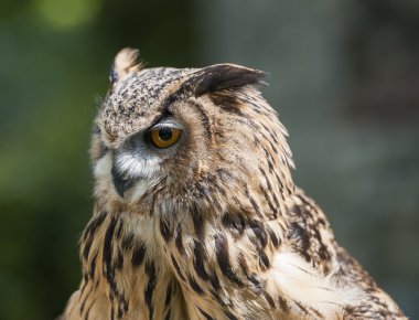 closeup Avrupa kartal baykuş