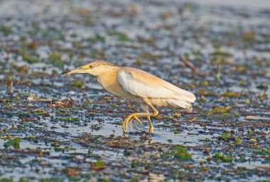 Squacco heron ardeola ralloides nehir kıyısındaki sulak alanların kenarında duruyordu.
