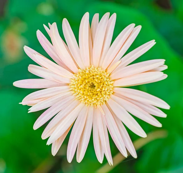 Detailní Záběr Bílé Žluté Květy Sedmikrásky Okvětní Lístky Stigma Zahradě Stock Snímky