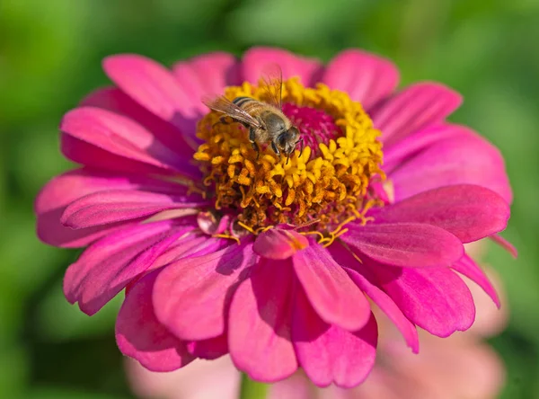 ミツバチの巣のクローズアップ詳細は 庭の黄色とピンクのダリアの花の茎から花粉を収集しています — ストック写真
