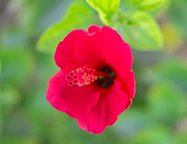 庭の赤いハイビスカスの花びらとスティグマのクローズアップ詳細 — ストック写真