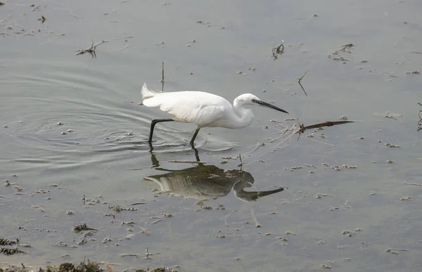 Great Egret Ardea Alba Wild Bird Stood Feeding Shallow Water — Stockfoto
