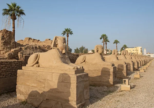Fila Estatuas Largo Avenida Las Esfinges Antiguo Templo Egipcio Luxor — Foto de Stock