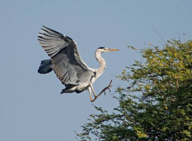 Büyük gri balıkçıl ardea cinerea mavi gökyüzüne karşı uçuyor. Arka plan ağaçların tepesine iniyor.