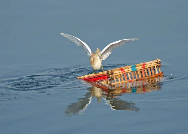 Squacco Heron Ardeola Ralloides Stood Balancing Wooden Crate Pollution Rubbish — Foto Stock