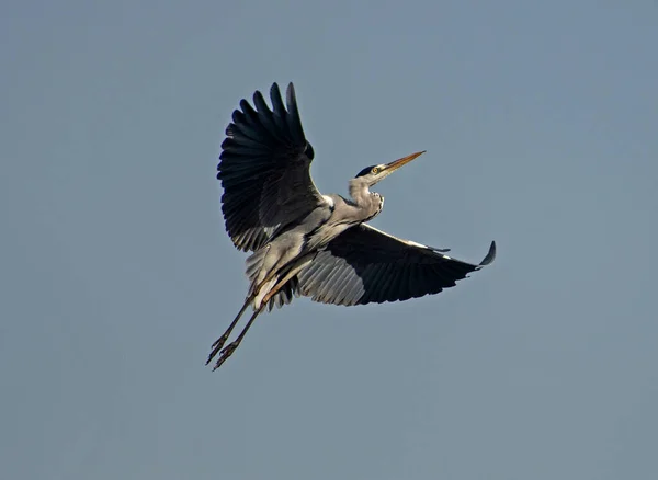 大型灰色苍鹭在蓝天背景下展翅飞翔 — 图库照片
