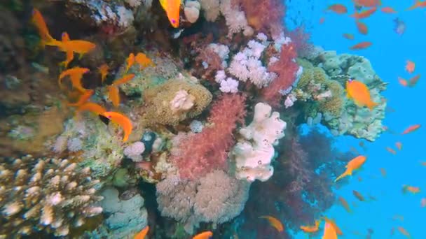 Stunning Tropical Coral Reef Scenery Shoals Fish Swimming Wall Red — Stock Video