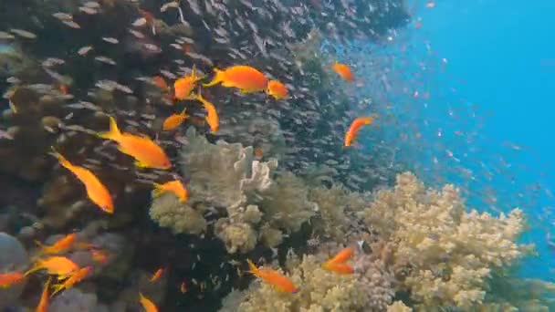 Kızıl Deniz Duvarda Yüzen Anthias Sürüleri Cam Balık Sarısı Süpürücüsüyle — Stok video
