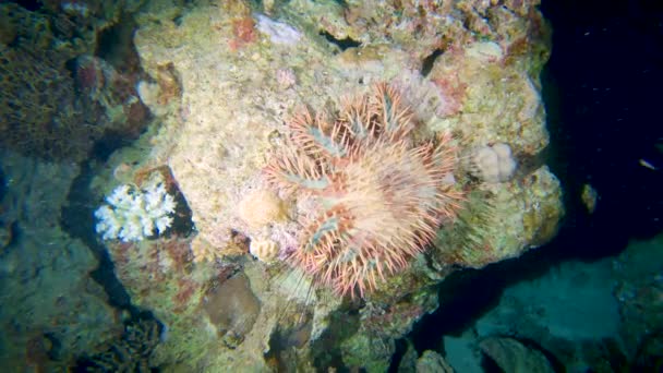 Corona Espinas Estrellas Mar Acanthaster Planci Fondo Del Arrecife Coral — Vídeos de Stock
