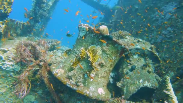 紅海の難破船で水中で泳ぐアントニアの浅瀬と素晴らしい熱帯サンゴ礁の風景 — ストック動画