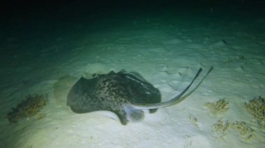 Büyük siyah benekli vatozgiller meyeni sualtında geceleri tropikal mercan resiflerinin kumlu deniz tabanında yüzer.