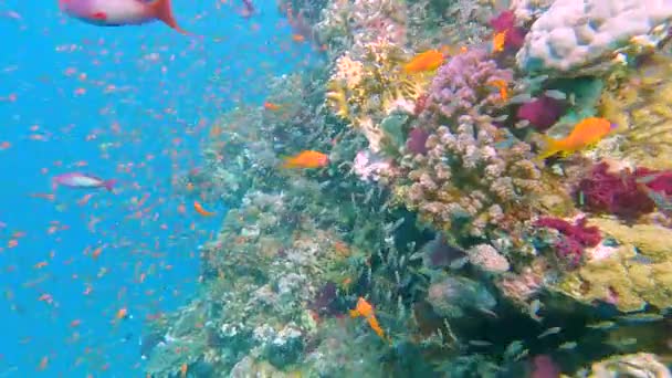 Stunning Tropical Coral Reef Scenery Shoals Anthias Glassfish Yellow Sweeper — Stock Video