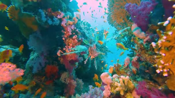 Red Sea Lionfish Pterois Volitans Swimming Tropical Reef Sun Background — Stock Video