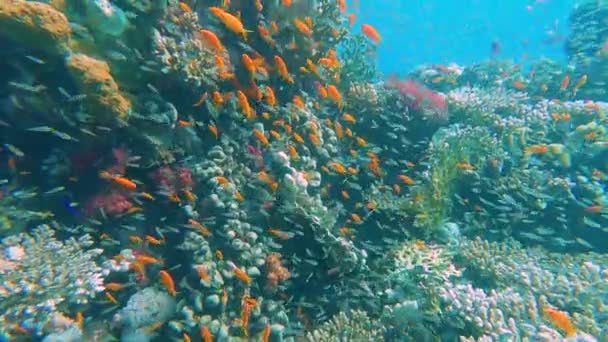 Stunning Tropical Coral Reef Scenery Shoals Anthias Glassfish Yellow Sweeper — Stock Video