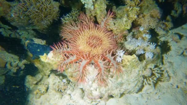 Corona Spine Stelle Marine Acanthaster Planci Fondale Corallino Tropicale — Video Stock