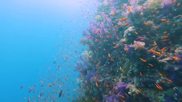 Impressionante Cenário Recifes Corais Tropicais Com Cardumes Hinos Nadando Parede — Vídeo de Stock