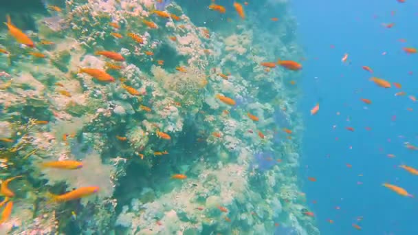Impresionante Paisaje Arrecifes Coral Tropical Con Cardúmenes Anthias Asomándose Pared — Vídeo de stock