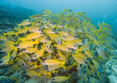 Large shoal of common bluestripe snapper fish lutjanus kasmira underwater on tropical coral reef clipart