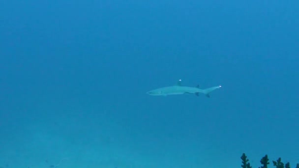 Tiburón Arrecife Blanco Triaenodon Jalá Nadando Agua Azul Sobre Arrecife — Vídeos de Stock