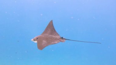 Beyaz saksılı kartal ışını aetobatus ocellatus tropikal mercan resif duvarı boyunca mavi suda yüzüyor.