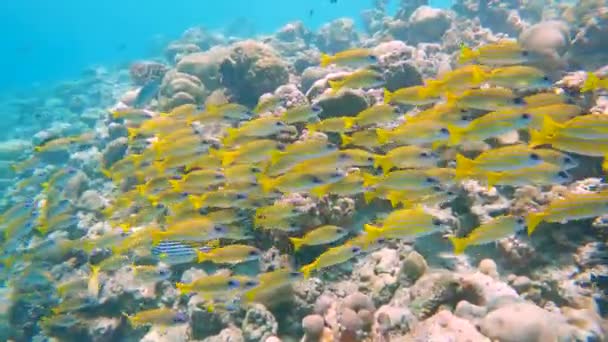 Közönséges Kékúszójú Snapper Lutjanus Kasmira Raj Úszik Trópusi Zátonyon — Stock videók