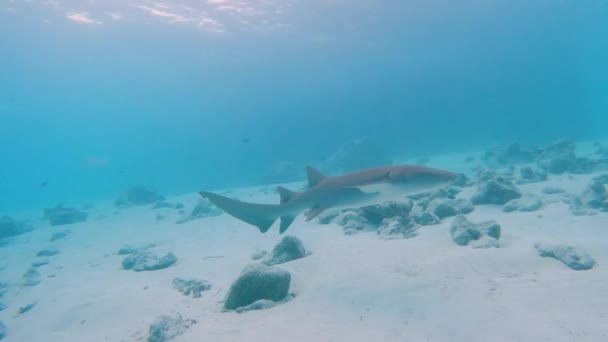 金丝雀鲨在热带珊瑚礁的岩石海底游动 — 图库视频影像