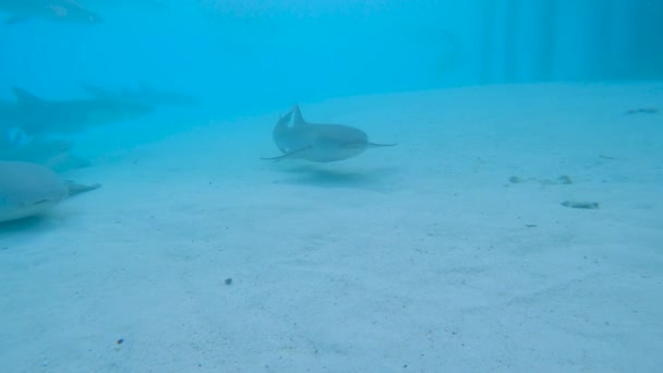 Enfermeira Tawny Tubarão Nebrius Ferrugineus Nadando Sobre Fundo Marinho Rochoso — Vídeo de Stock