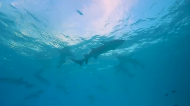 Shoal Tiburón Nodriza Tawny Nebrius Ferrugineus Nadando Agua Azul Sobre — Vídeos de Stock