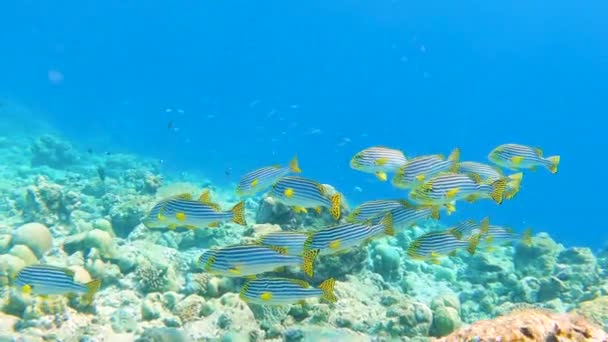 Shoal Del Océano Índico Oriental Sweetlips Plectorhinchus Vittatus Nadando Arrecife — Vídeos de Stock