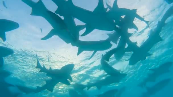 Hejno Žlutohnědé Zdravotní Sestry Žralok Nebrius Ferrugineus Plavání Modré Vodě — Stock video