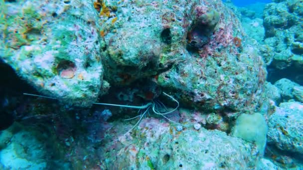 热带珊瑚礁上的岩石洞中隐藏着多彩多姿的带刺龙虾 — 图库视频影像