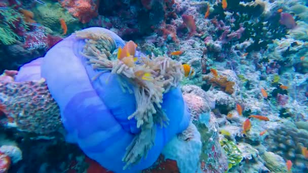 Pair Maldive Anemonefish Amphiprion Nigripes Blue Magnificent Sea Anemone Heteractis — Stock Video
