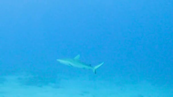 Tiburón Arrecife Gris Carcharhinus Amblyrhynchos Nadando Largo Arrecife Coral Tropical — Vídeos de Stock