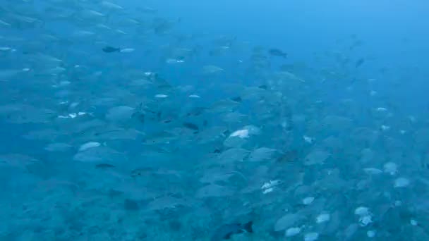 浮游在开阔蓝水中的大型中上层鱼群鱼群浅滩 — 图库视频影像