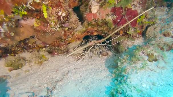 Spiny Painted Rock Lobster Panulirus Versicolor Hiding Rock Hole Overhang — стоковое видео