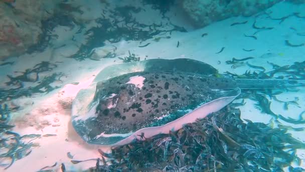 ラウンドリボンテール ケチレイ テニウロス Meyeni熱帯のサンゴ礁によって海草と砂の海底に休んで — ストック動画