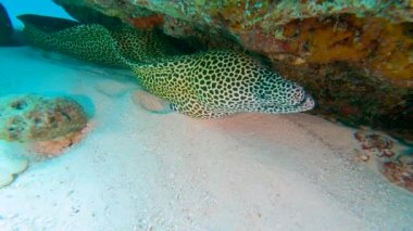 Leopar bal peteği moray eel gymnothorax favagineus tropikal mercan resifinde kaya çıkıntısının altında yatıyor.