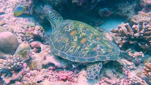 Gröna Havssköldpaddan Chelonia Mydas Vilar Steniga Havsbotten Tropiska Korallrev — Stockvideo