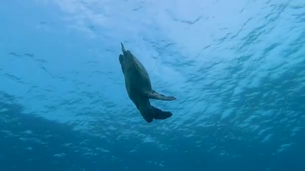 Hawksbill Tortuga Eretmochelys Imbricata Bucear Nadar Sobre Los Fondos Marinos — Vídeos de Stock