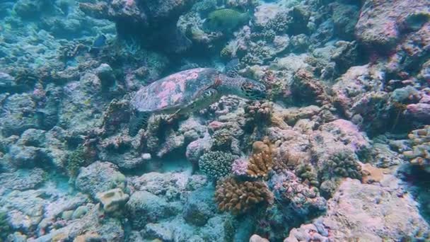 Hawksbill Havssköldpadda Eretmochelys Imbricata Simmar Över Steniga Havsbotten Tropiska Korallrev — Stockvideo