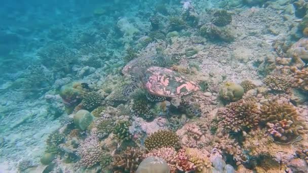 在热带珊瑚礁的石质海床上游动的海象 石斑鱼的交配群 — 图库视频影像