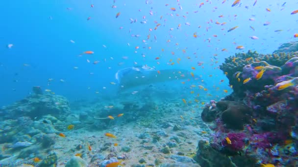 Reef Manta Ray Mobula Alfredi Plavání Pod Vodou Podél Tropických — Stock video