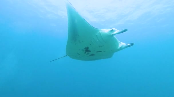 Arrecife Manta Ray Mobula Alfredi Nadando Bajo Agua Largo Del — Vídeos de Stock