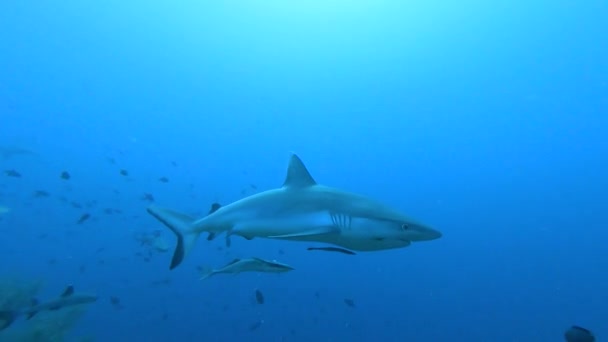 熱帯サンゴ礁に沿って水中で泳ぐ灰色のサンゴ礁サメのCarcharhinus Amblythrinchos — ストック動画