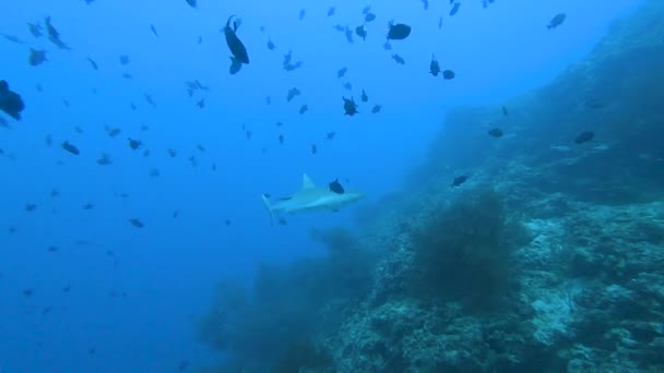 Tiburón Arrecife Gris Carcharhinus Amblyrhynchos Nadando Bajo Agua Largo Del — Vídeos de Stock