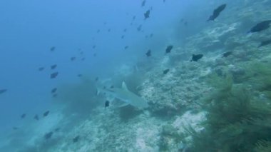 Gri resif köpekbalığı carcharhinus amblyrhynchos tropikal mercan resifi boyunca suyun altında yüzüyor