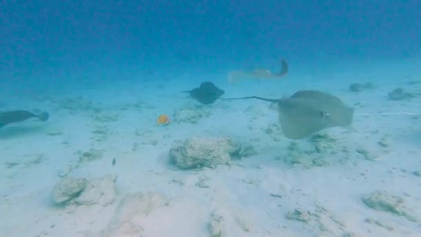 Pink Whipray Stingray Himantura Fai Nadando Sobre Fondo Marino Arenoso — Vídeos de Stock